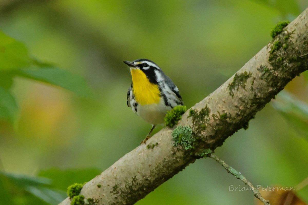 Yellow-throated Warbler - ML642766312