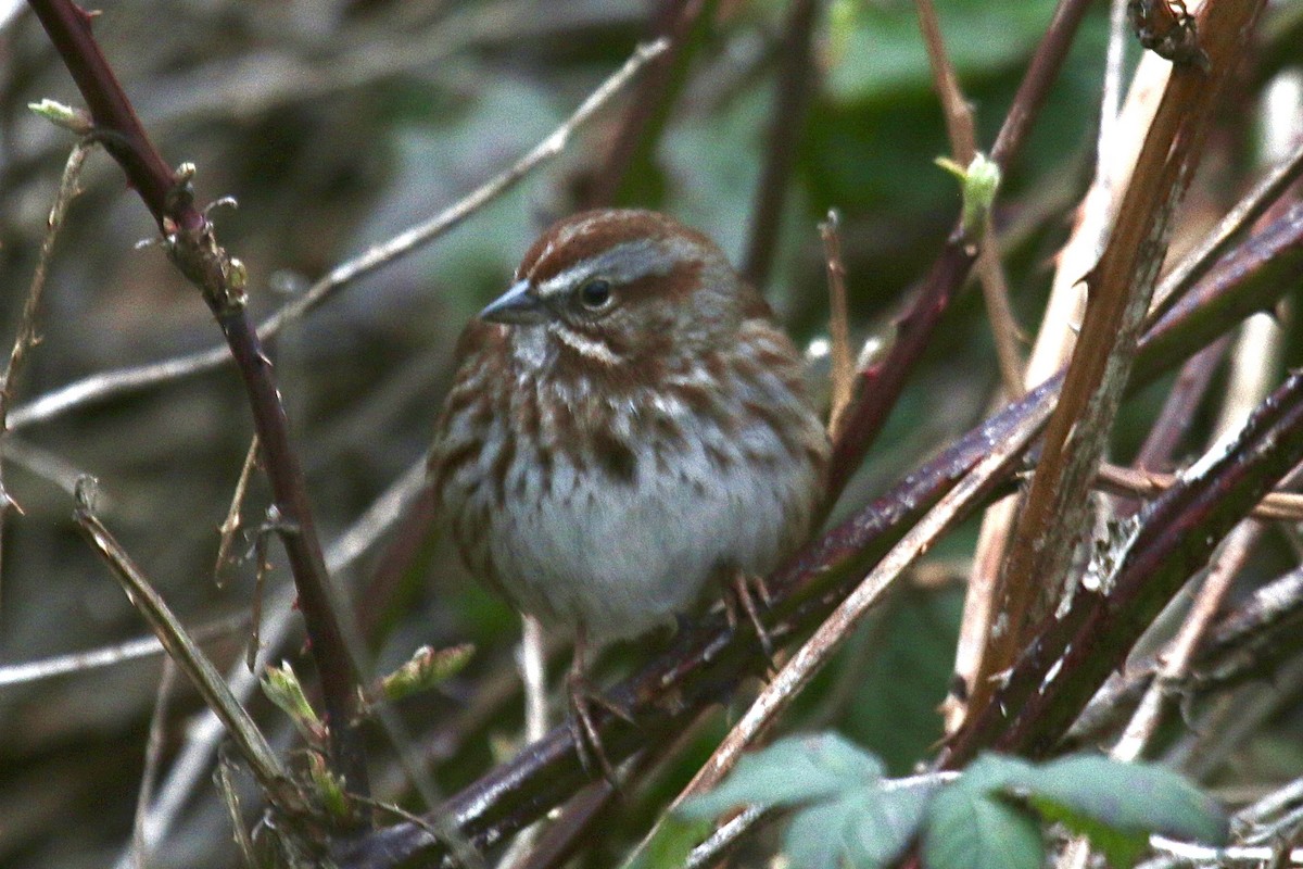 Song Sparrow (rufina Group) - ML642766313