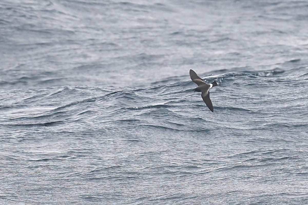 Band-rumped Storm-Petrel - ML642766315