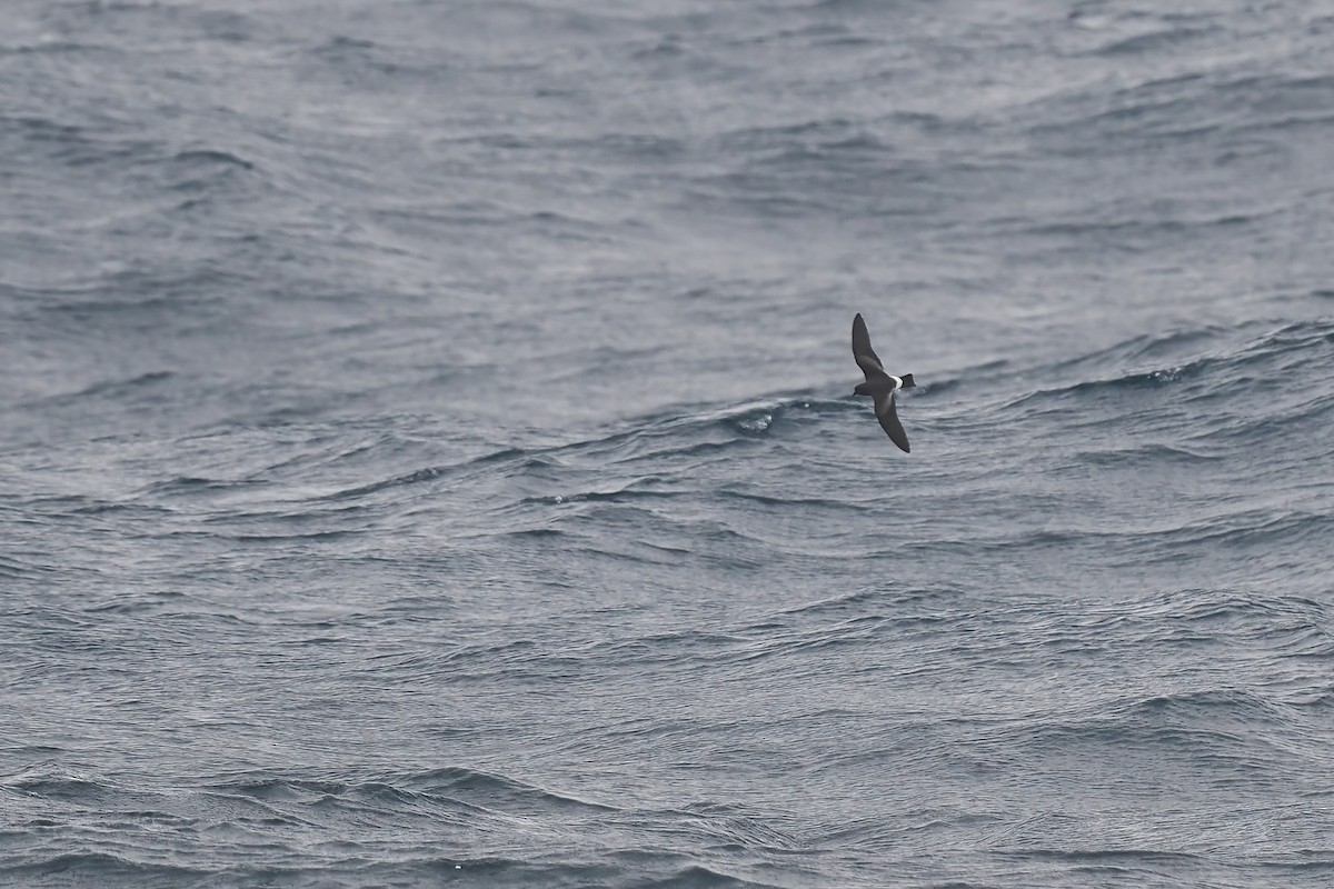 Band-rumped Storm-Petrel - ML642766316
