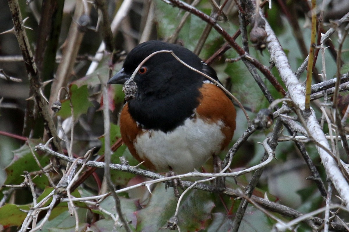 Spotted Towhee - ML642766324