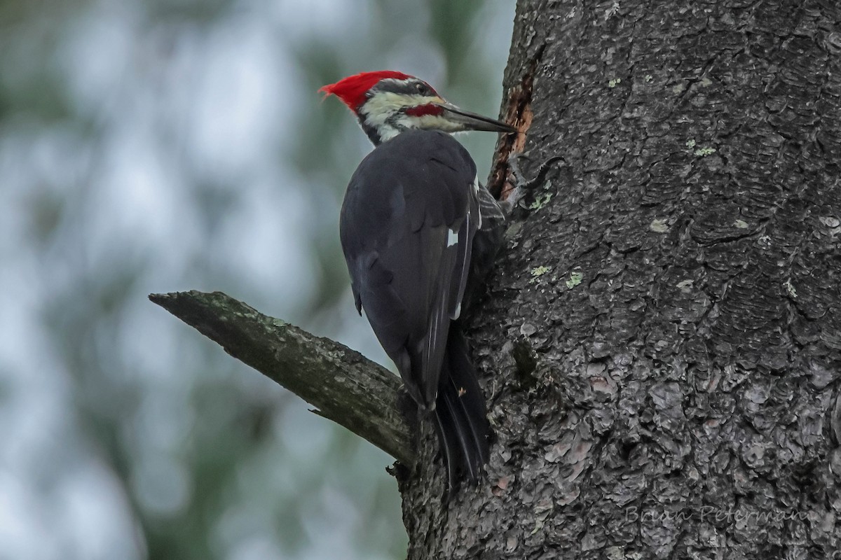 Pileated Woodpecker - ML642766330