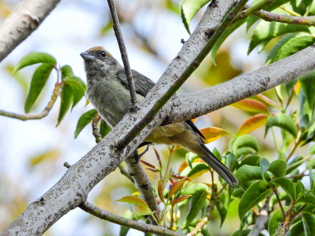 Scrub Tanager - ML642766331
