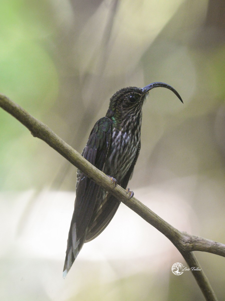 White-tipped Sicklebill - ML642766341