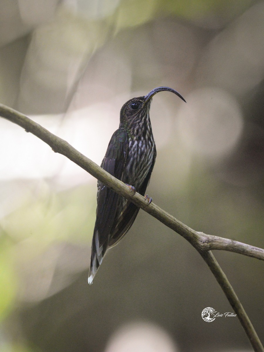 White-tipped Sicklebill - ML642766342