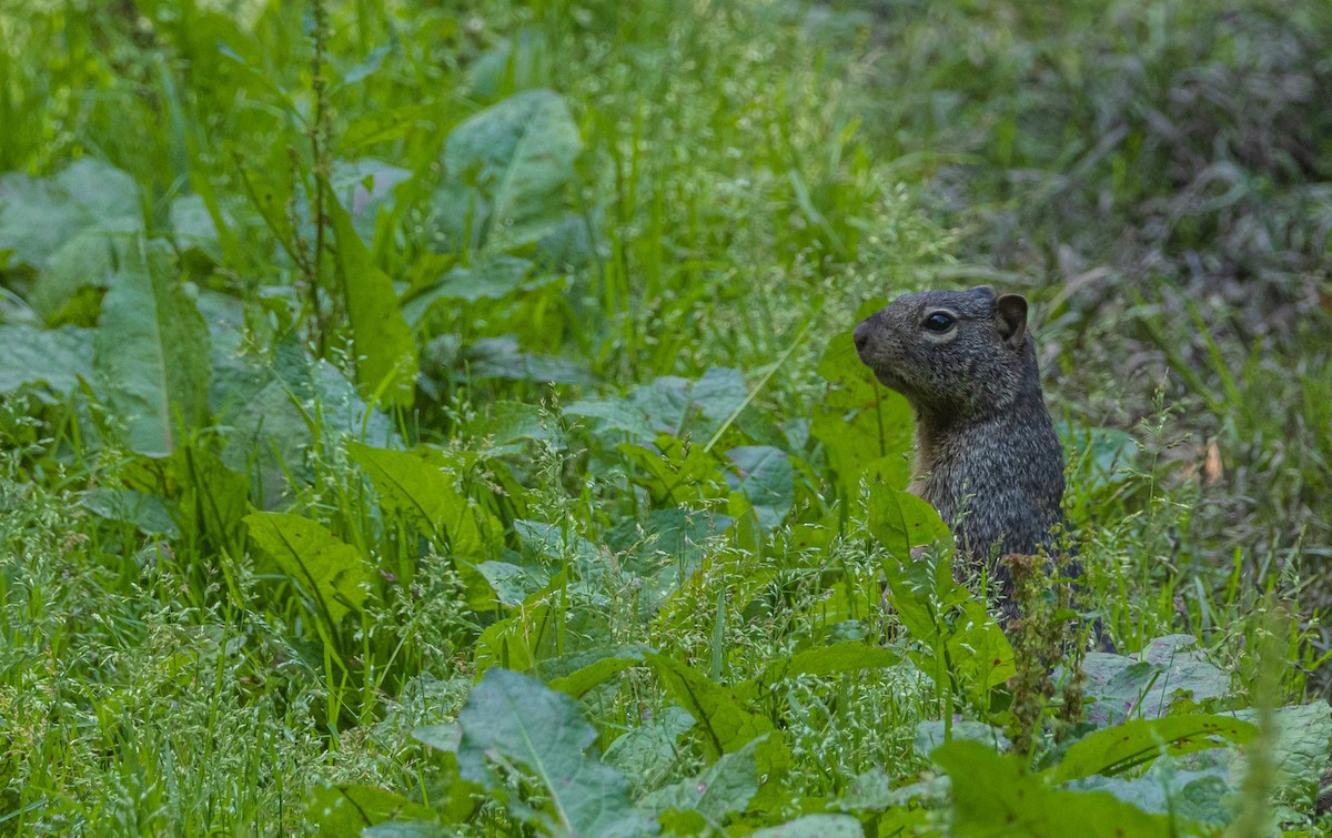 動物界 - ML642766346