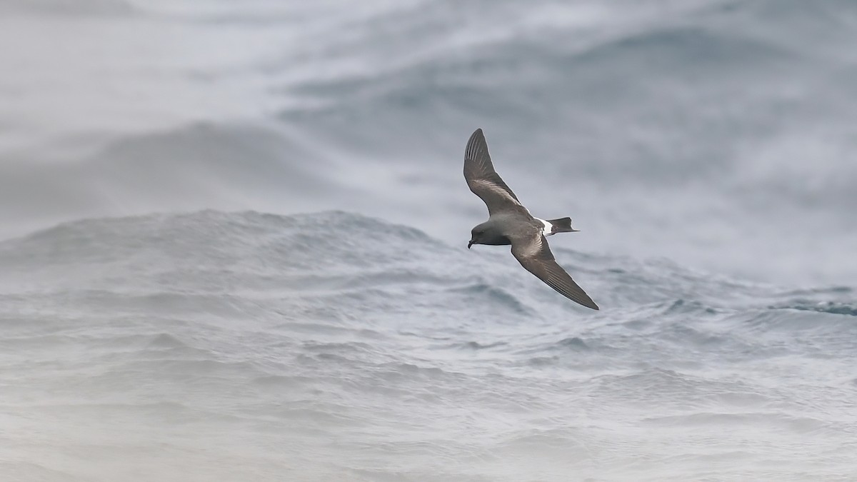 Band-rumped Storm-Petrel - ML642766428