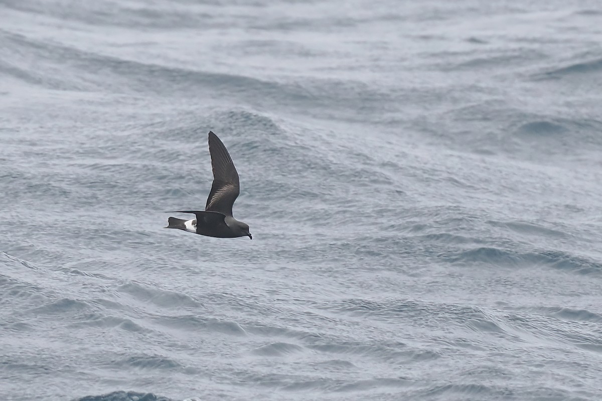Band-rumped Storm-Petrel - ML642766429