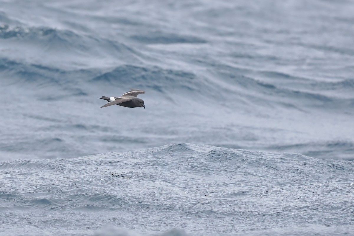 Band-rumped Storm-Petrel - ML642766430