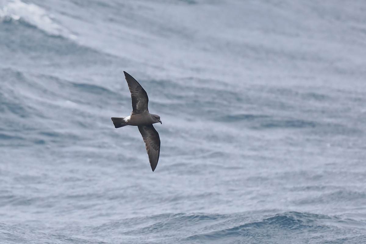 Band-rumped Storm-Petrel - ML642766431