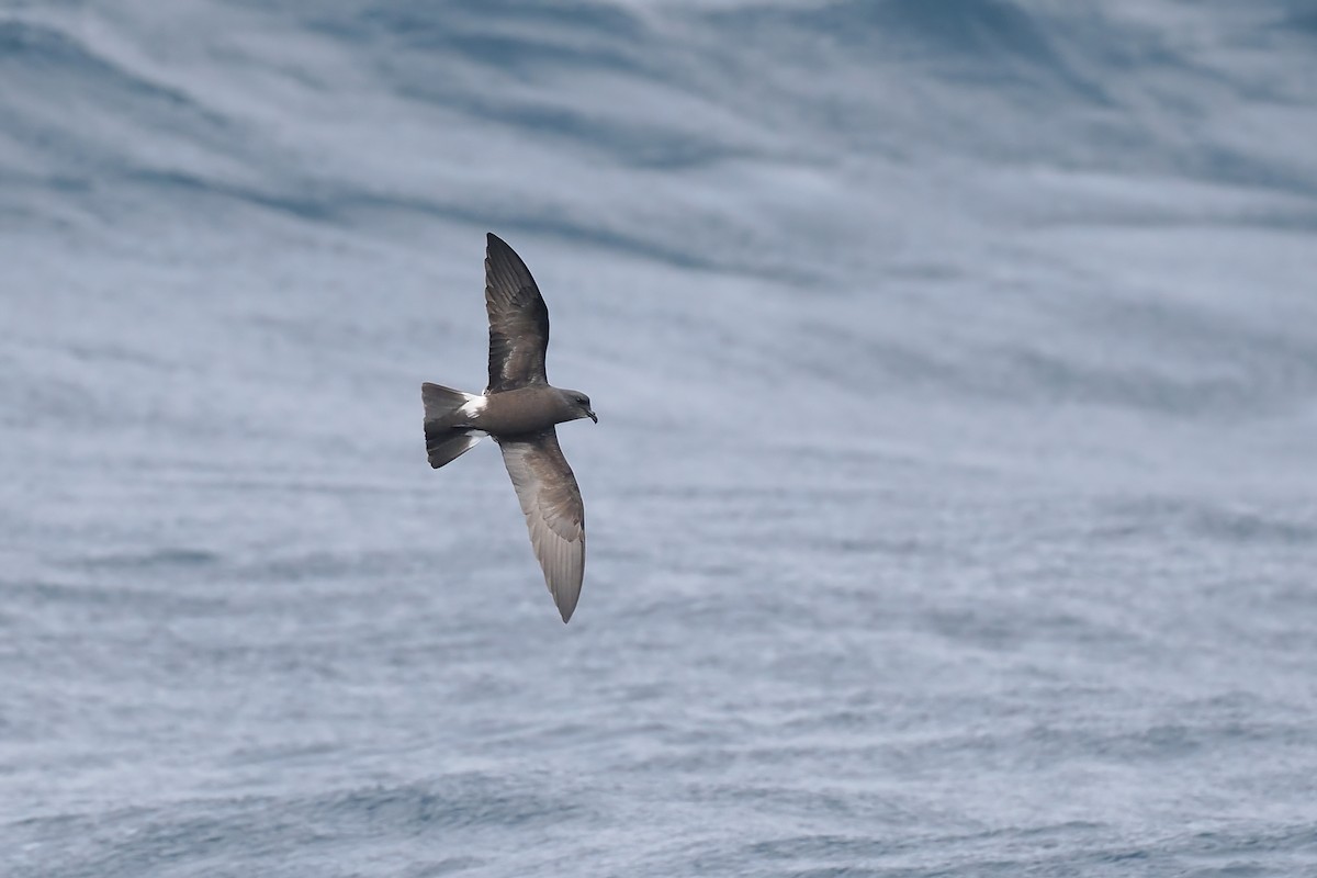 Band-rumped Storm-Petrel - ML642766432