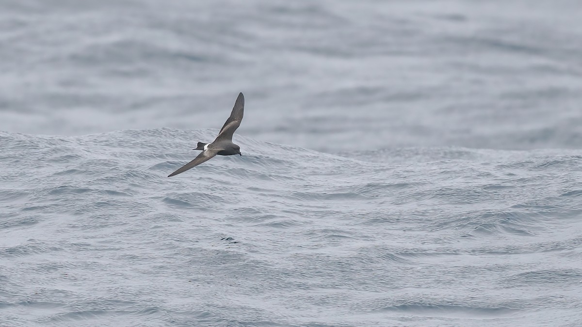 Band-rumped Storm-Petrel - ML642766433