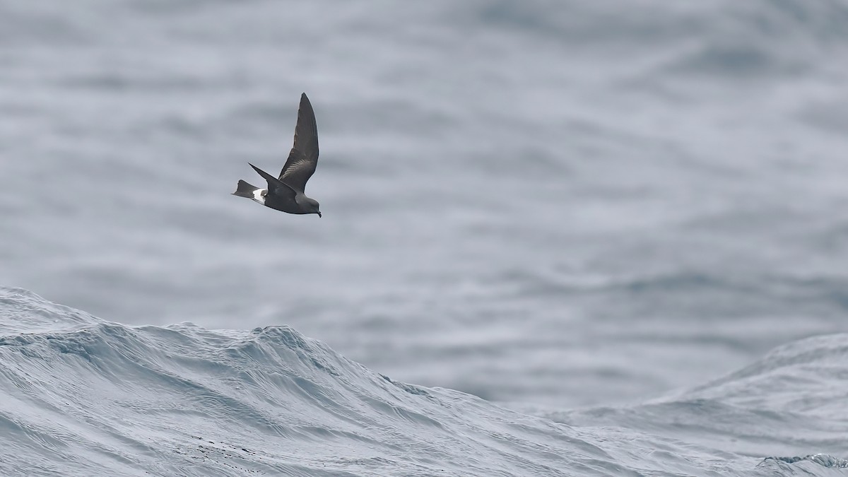 Band-rumped Storm-Petrel - ML642766434