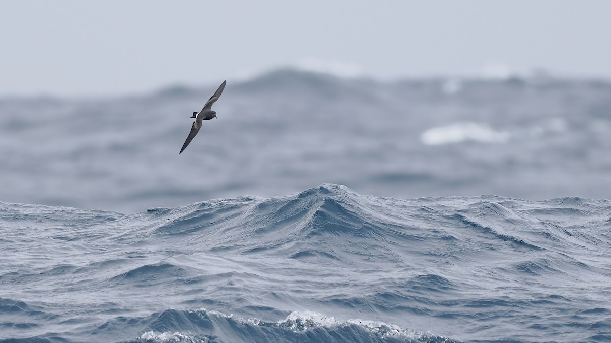 Band-rumped Storm-Petrel - ML642766435
