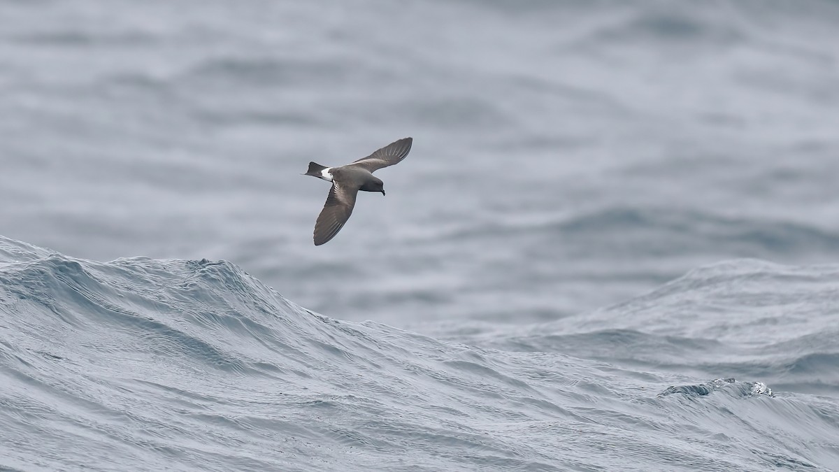 Band-rumped Storm-Petrel - ML642766436