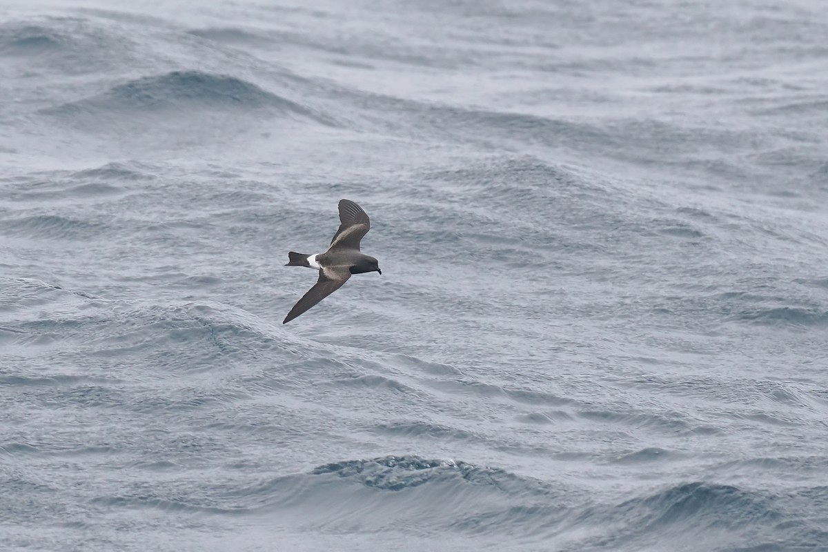 Band-rumped Storm-Petrel - ML642766437
