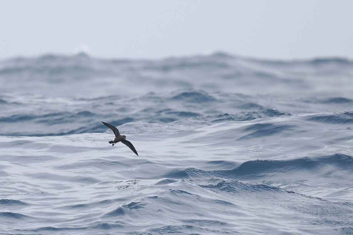Band-rumped Storm-Petrel - ML642766438