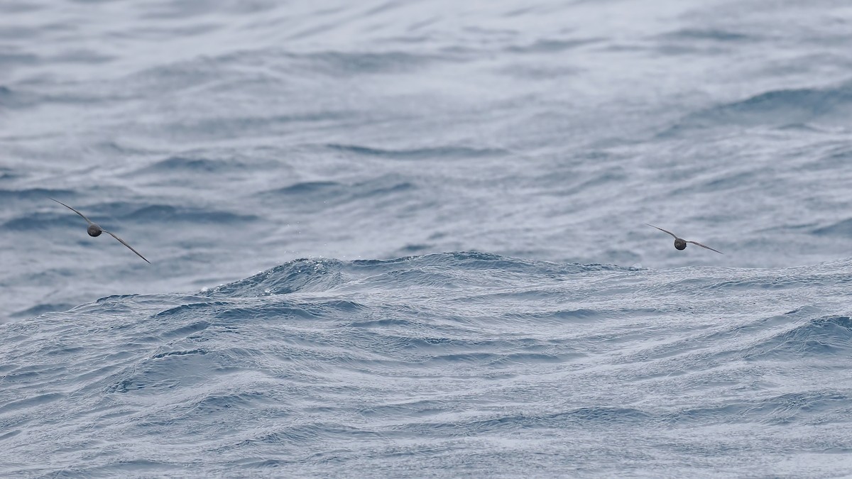 Band-rumped Storm-Petrel - ML642766439