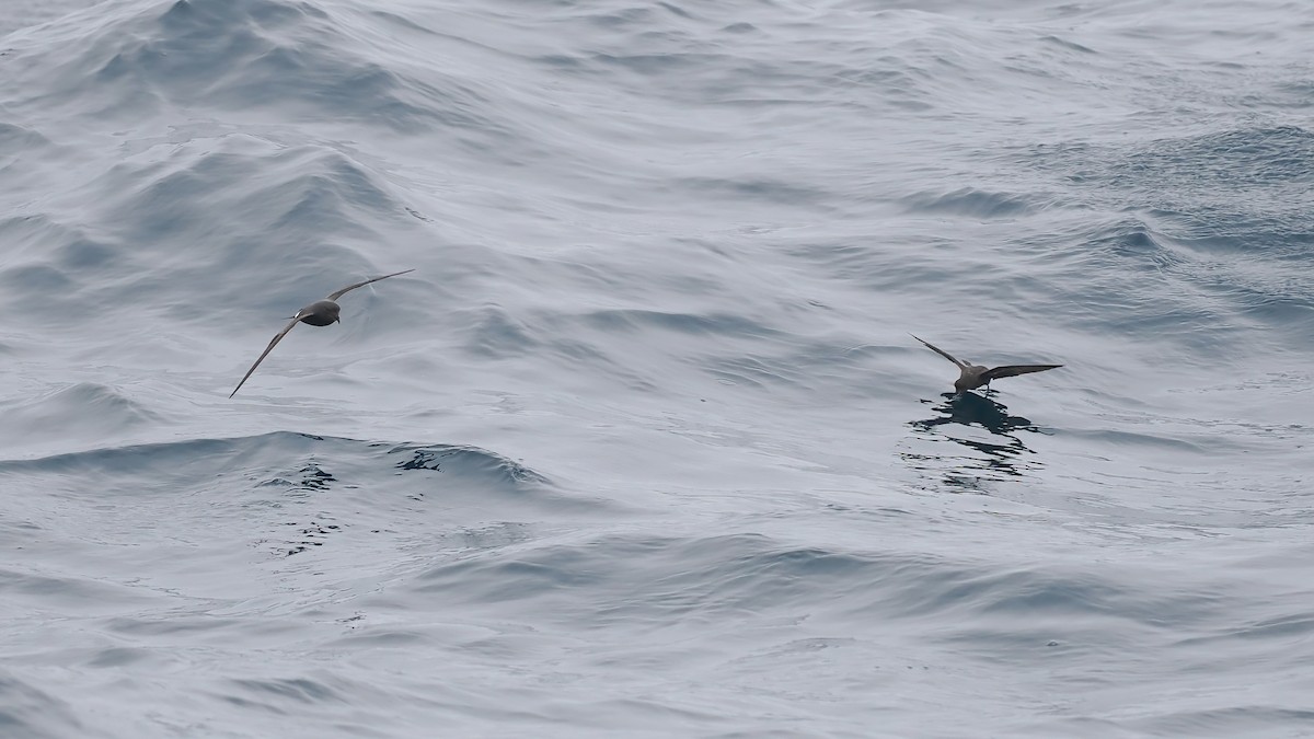 Band-rumped Storm-Petrel - ML642766440