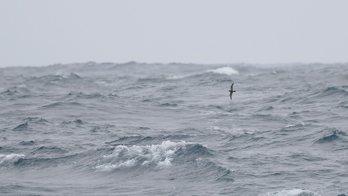 Band-rumped Storm-Petrel - ML642766441