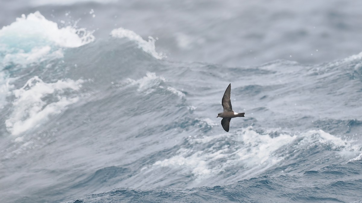 Band-rumped Storm-Petrel - ML642766443