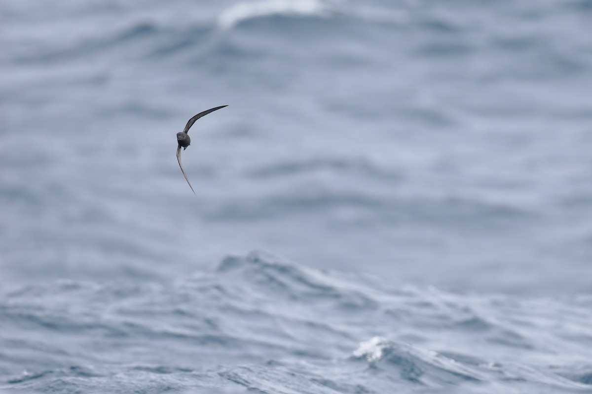 Band-rumped Storm-Petrel - ML642766444