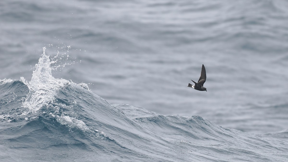 Band-rumped Storm-Petrel - ML642766450