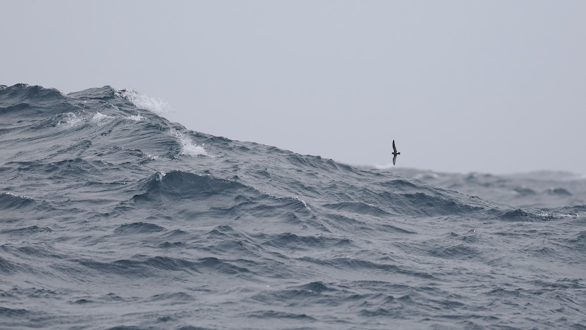 Band-rumped Storm-Petrel - ML642766451