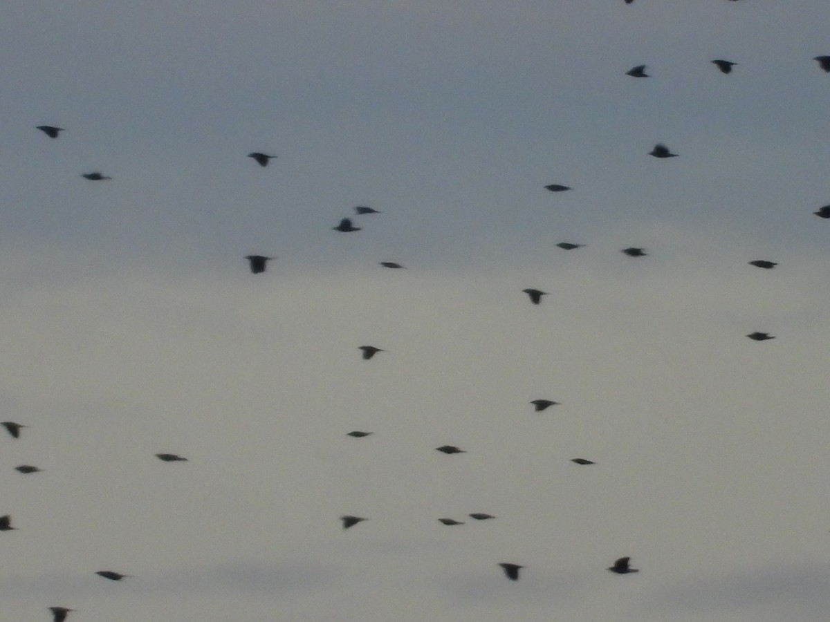 blackbird sp. - ML642766468