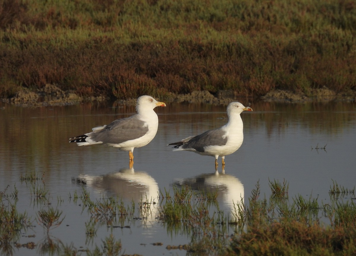 gulbeinmåke - ML642766469