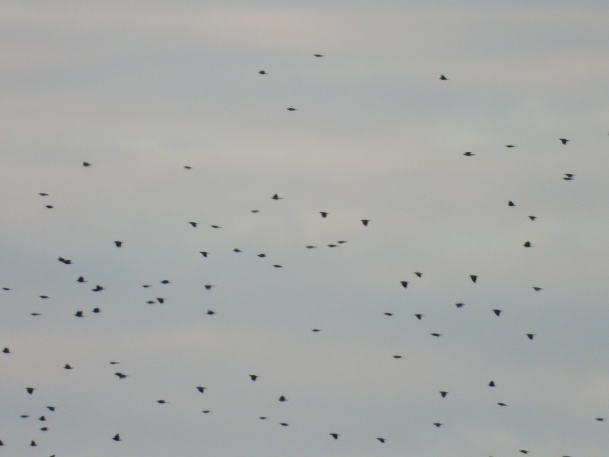 blackbird sp. - ML642766488