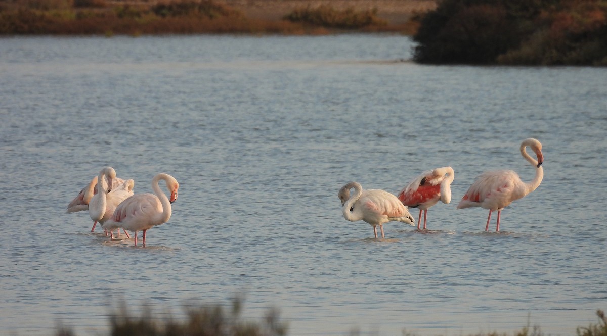 rosenflamingo - ML642766502