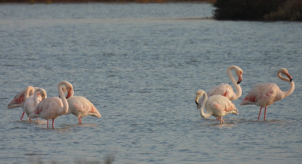 rosenflamingo - ML642766503