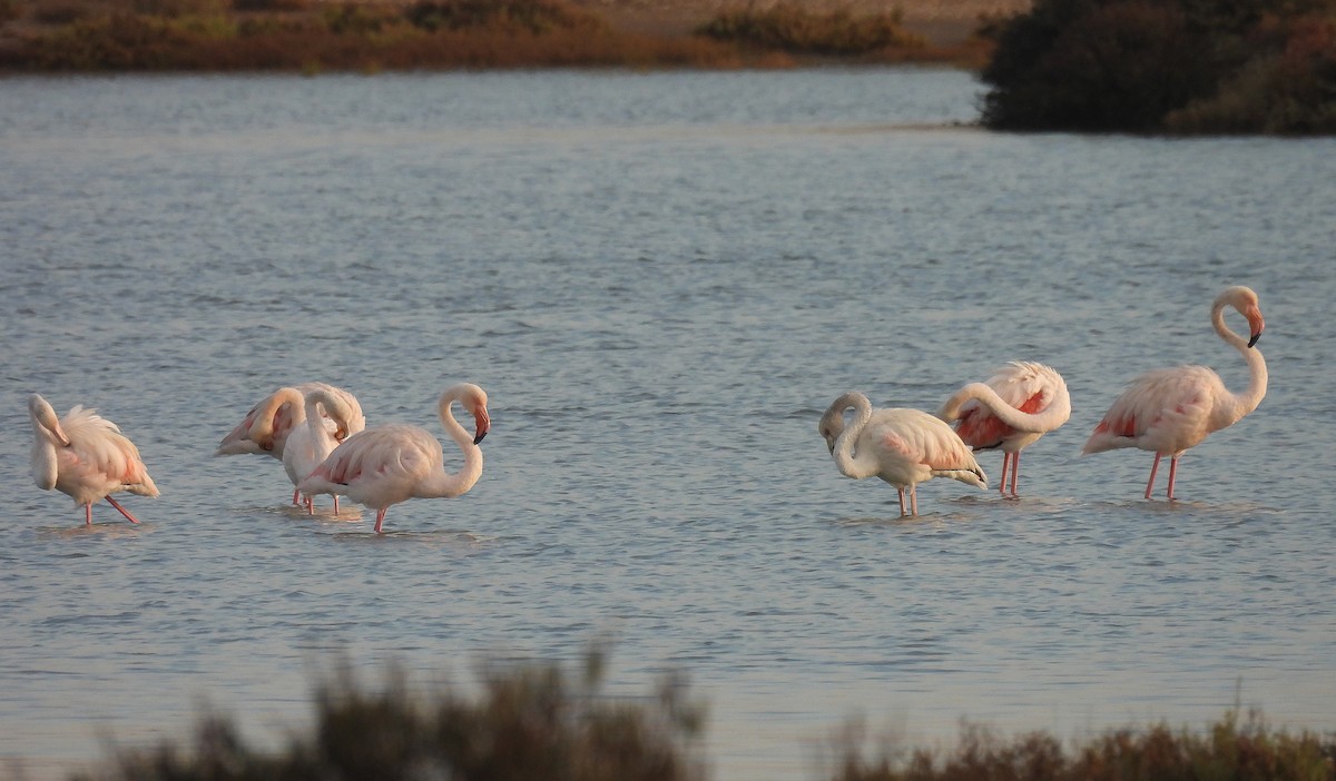 rosenflamingo - ML642766504