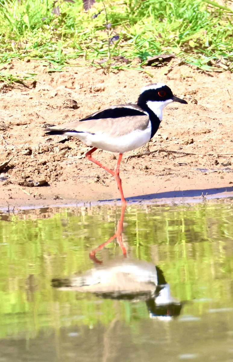 Pied Plover - ML642766536