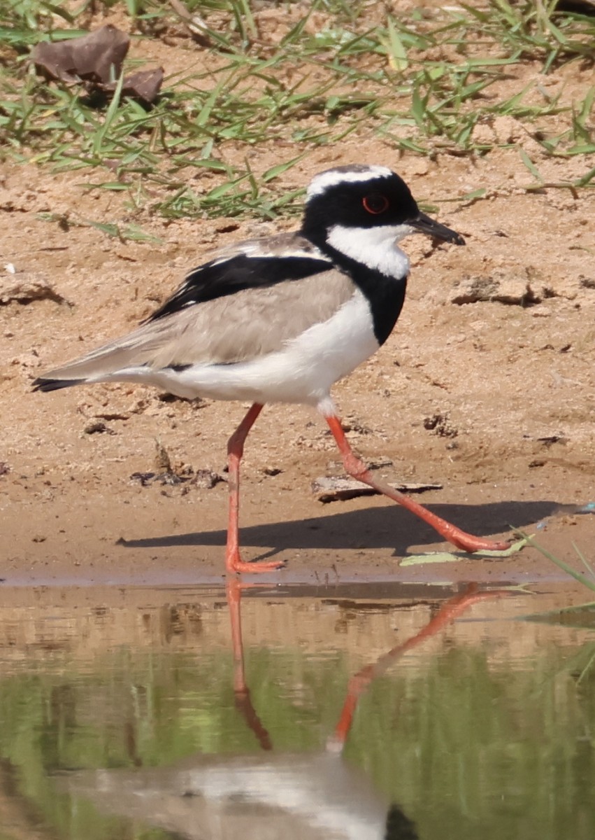 Pied Plover - ML642766537
