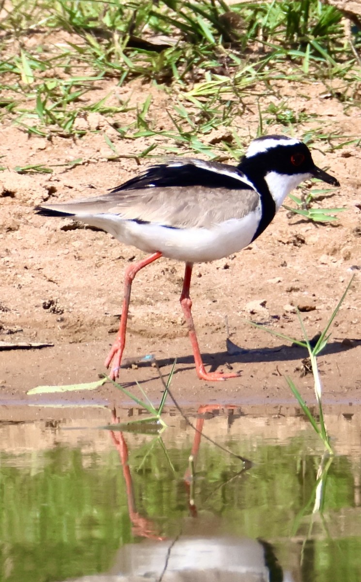 Pied Plover - ML642766538
