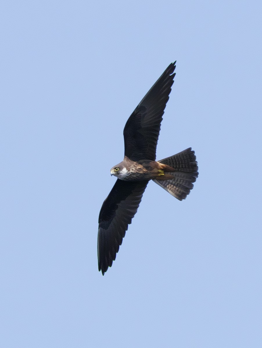 Eleonora belatza - ML642766547