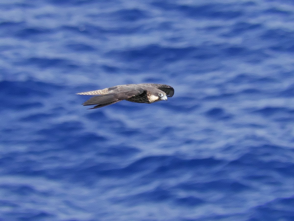 Eleonora belatza - ML642766549