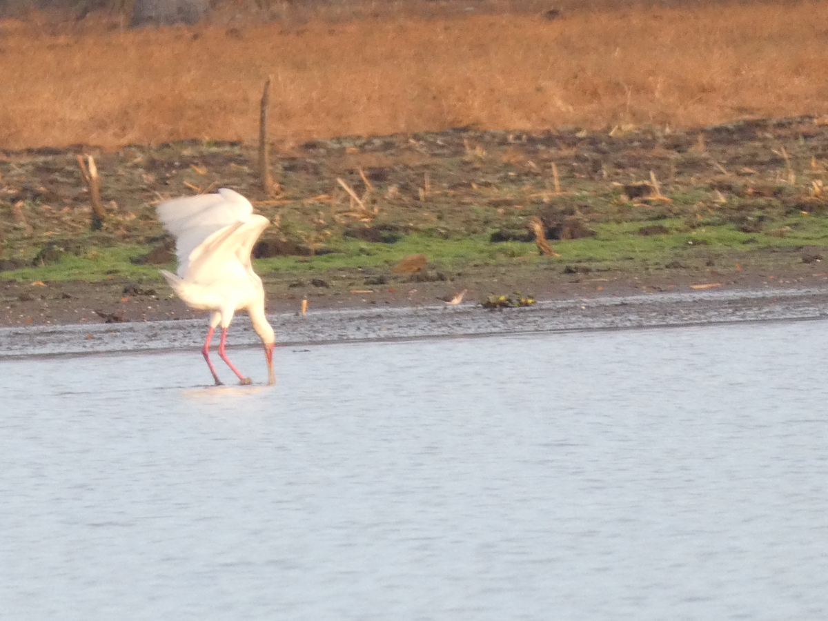 African Spoonbill - ML642766553