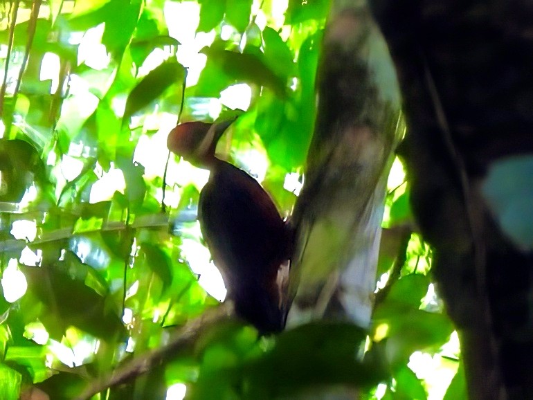 Crimson-bellied Woodpecker - ML642766557
