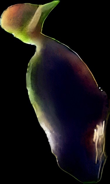 Crimson-bellied Woodpecker - ML642766561
