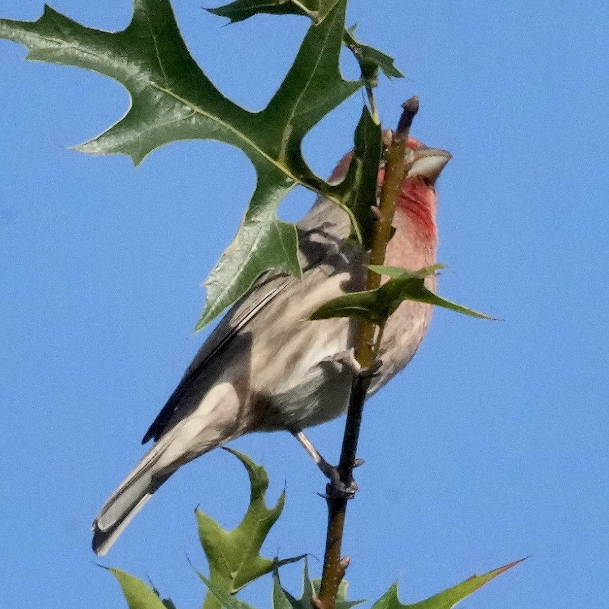 House Finch - ML642766574