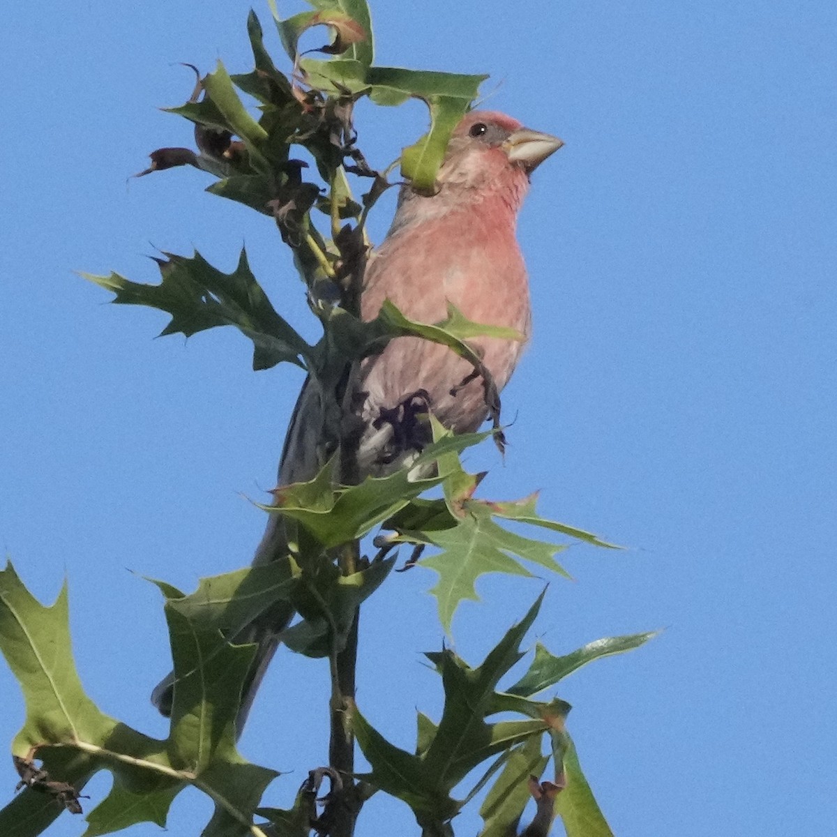 House Finch - ML642766576