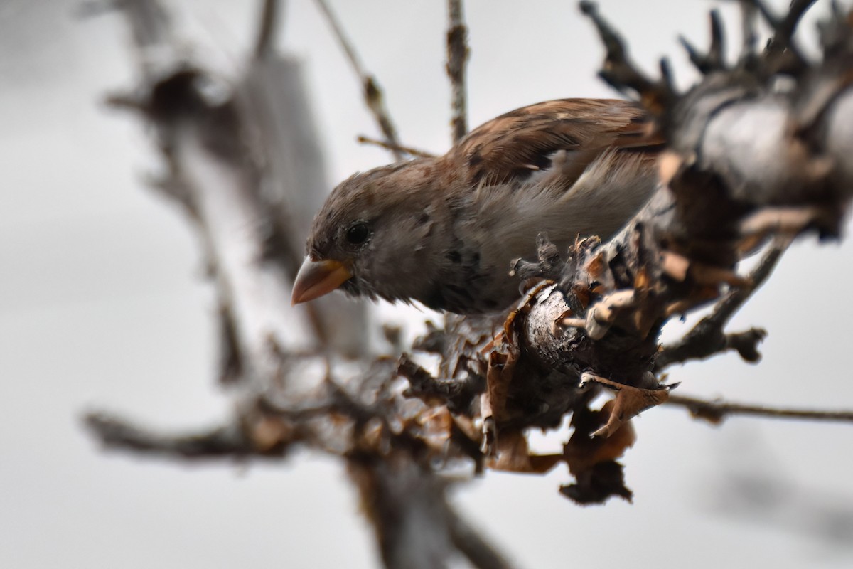 Moineau domestique - ML642766578