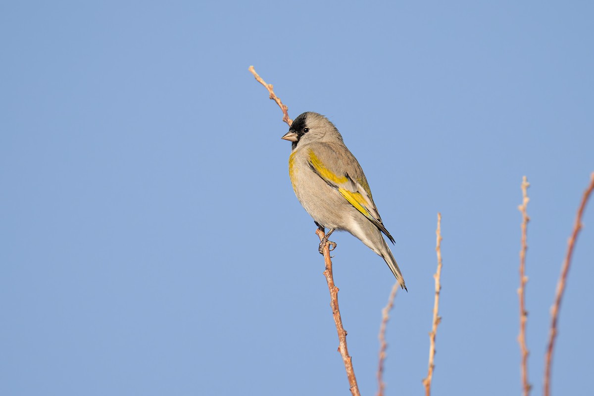 Lawrence's Goldfinch - ML642766580