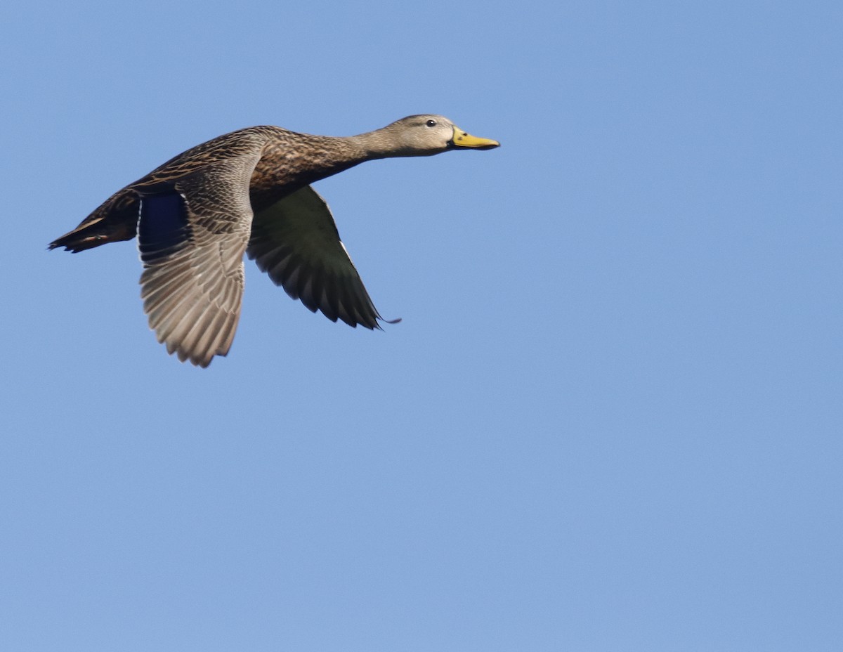 Mottled Duck - ML642766583