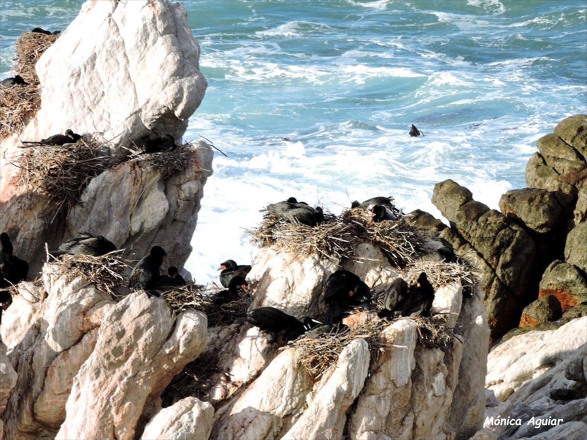 Crowned Cormorant - ML642766584