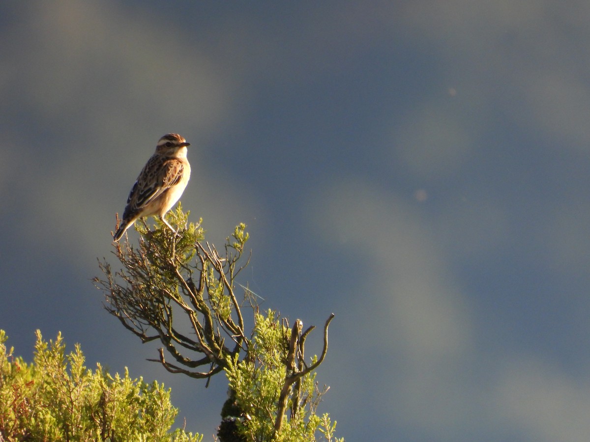 Whinchat - ML642766613