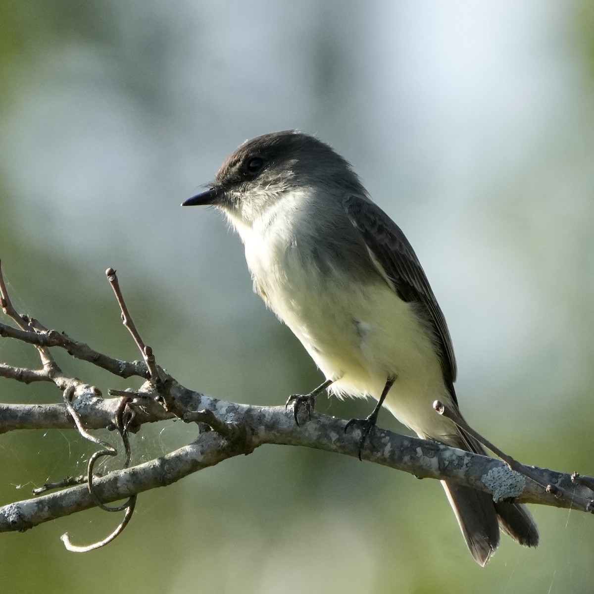 Eastern Phoebe - ML642766643